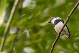 West African Wattle-eye - Witneklelvliegenvanger - Pririt de Guine (m)