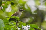 Slender-billed Greenbul - Dunsnavelbuulbuul - Bulbul  bec grle
