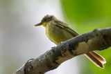 Icterine Greenbul. - Kleine Loofbuulbuul - Bulbul ictrin
