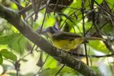 Grey-headed Bristlebill - Grijskopblada - Bulbul fourmilier