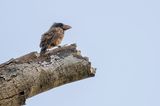 Naked-faced Barbet - Kaalkopbaardvogel - Barbican chauve