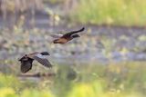 Hartlaubs Duck - Hartlaubs Eend - Canard de Hartlaub
