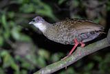 Nkulengu Rail - Nkulengural - Rle  pieds rouges
