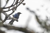 Copper-tailed Starling - Koperstaartglansspreeuw - Choucador  queue bronze