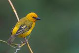 Orange Weaver - Koningswever - Tisserin orang (m)
