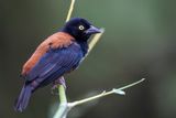 Chestnut-and-black Weaver - Kaneel-zwarte Wever - Tisserin noir et marron (m)