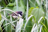 Magpie Mannikin - Reuzenekstertje - Capucin pie