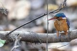 Malachite Kingfisher - Malachietijsvogel - Martin-pcheur hupp