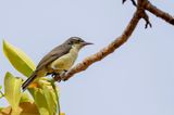 Western Violet-backed Sunbird - Violetrughoningzuiger - Souimanga violet (imm)