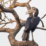 Abyssinian Ground Hornbill - Noordelijke Hoornraaf - Bucorve dAbyssinie