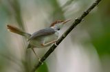 Rufous-tailed Tailorbird - Roodstaartsnijdervogel - Couturire  queue rousse