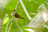 Pale Spiderhunter - Palawanspinnenjager - Arachnothre ple