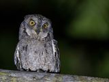 Mantanani Scops Owl - Mantananidwergooruil - Petit-duc de Mantanani