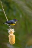 Palawan Flowerpecker - Platens Honingvogel - Dice de Palawan (m)