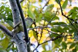 Sulphur-bellied Bulbul - Goudoogbuulbuul - Bulbul de Palawan