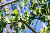 Yellow-throated Leafbird - Palawanbladvogel - Verdin de Palawan