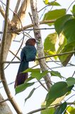 Chestnut-breasted Malkoha - Roestbuikmalkoha - Malcoha rouverdin