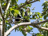 Palawan Hornbill - Palawanneushoornvogel - Calao de Palawan