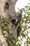 Great Slaty Woodpecker - Poederspecht - Pic meunier