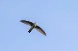 Ameline Swiftlet - Filipijnse Salangaan - Salangane grise