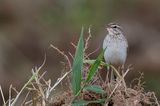 Paddyfield Pipit - Orintaalse Pieper - Pipit rousset