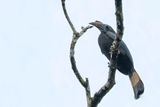 Mindanao Hornbill - Mindanaoneushoornvogel - Calao de Mindanao (f)