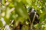 White-eared Brown Dove - Kleine Bruine Vruchtduif - Phapitrron  oreillons blancs