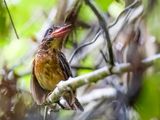 Hombrons Kingfisher - Mindanaobosijsvogel - Martin-chasseur de Hombron