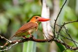 Ruddy Kingfisher - Rosse IJsvogel - Martin-chasseur violet