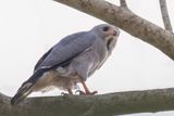 Lizard Buzzard - Hagedisbuizerd - Autour unibande