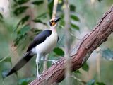 White-necked Rockfowl - Witnekkaalkopkraai - Picatharte de Guine