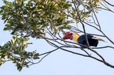 Writhed Hornbill - Filipijnse Jaarvogel - Calao de Vieillot (m)