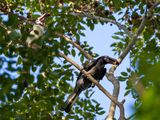 Luzon Hornbill - Luzonneushoornvogel - Calao de Manille (m+f)