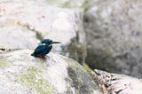 Indigo-banded Kingfisher - Blauwborstdwergijsvogel - Martin-pcheur  poitrine bleue (m)