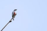 Red-keeled Flowerpecker - Filipijnse Honingvogel - Dice des Philippines