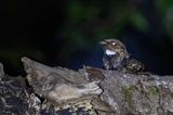 Philippine Nightjar - Filipijnse Nachtzwaluw - Engoulevent des Philippines