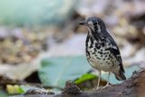 Ashy Thrush - Mindorolijster - Grive cendre