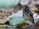 Ashy Thrush - Mindorolijster - Grive cendre