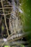 Philippine Scops Owl - Filipijnse Dwergooruil - Petit-duc de Luon