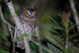 Luzon Scops Owl - Luzondwergooruil - Petit-duc longicorne
