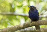 Philippine Fairy Bluebird - Filipijnse Blauwrug - Irne  ventre bleu