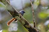 Blue-headed Fantail - Blauwkopwaaierstaart - Rhipidure  tte bleue