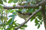 Clamorous Reed Warbler - Indische Karekiet - Rousserolle stentor