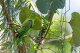 Blue-naped Parrot - Blauwnekpapegaai - Perruche de Luon