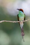 Rufous-crowned Bee-eater - Roestkruinbijeneter - Gupier  gorge verte