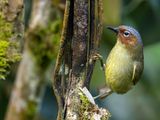 Chestnut-faced Babbler - Whiteheads Boomtimalia - Timalie de Whitehead