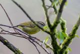 Negros Leaf Warbler - Luzonboszanger - Pouillot de Moseley