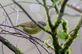 Negros Leaf Warbler - Luzonboszanger - Pouillot de Moseley