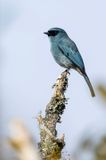 Turquoise Flycatcher - Panayvliegenvanger - Gobemouche des les