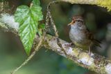 Philippine Bush Warbler - Luzonstruikzanger - Bouscarle de Luon
